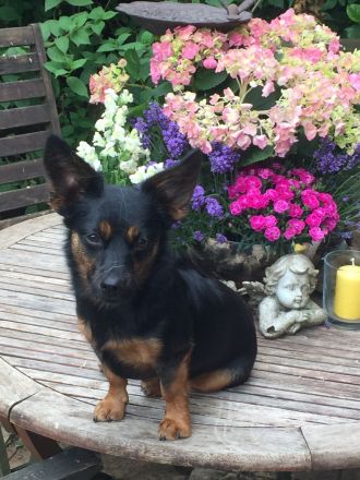 Tierschutz und Tierpension Pfötchenglück