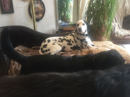 Tierschutz und Tierpension Pfötchenglück