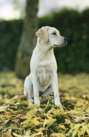 Unsere Jung Zuchthündin HAPPY SHANA aus unserer SHIVA