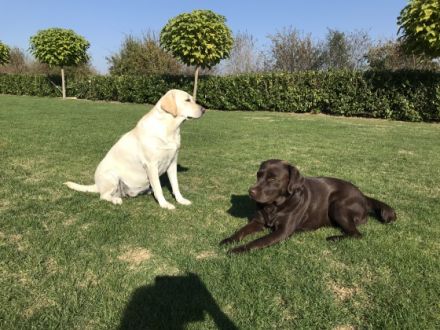 Unsere Jung Zuchthündin HAPPY SHANA aus unserer SHIVA