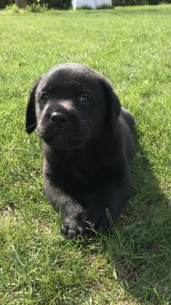 Unsere Jung Zuchthündin HAPPY SHANA aus unserer SHIVA