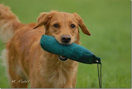 Hundeschule Retrievertreff Peberg