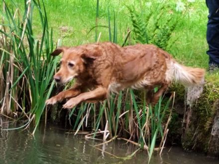 Hundeschule Retrievertreff Peberg