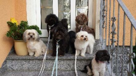 Infos zur Rasse Bolonka Zwetna: - hervorragend zur