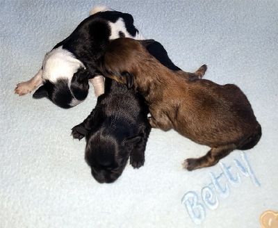 Infos zur Rasse Bolonka Zwetna: - hervorragend zur