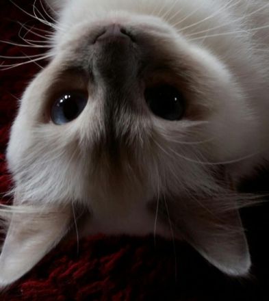 aus der Säubrenner Stadt