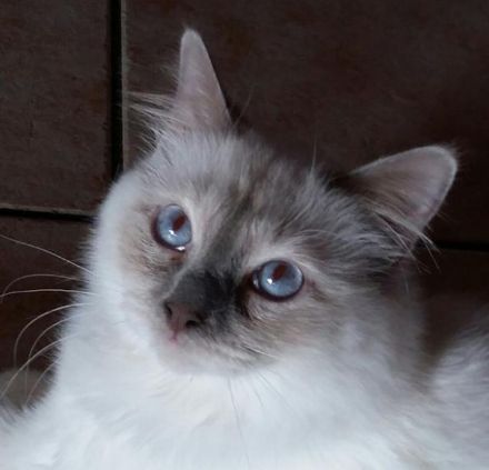 aus der Säubrenner Stadt