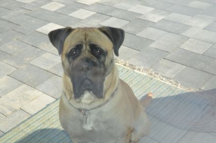 Bullmastiff braun gestromt