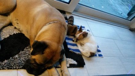 Bullmastiff braun gestromt