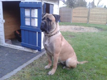 Bullmastiff braun gestromt