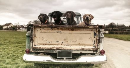 DOG´s life Berlin - Hundebetreuung