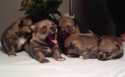 Herringloese Dyreklinik