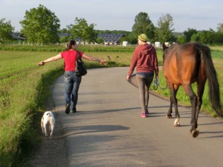 Z.O.P.F. Hundeverhaltensberatung und Training