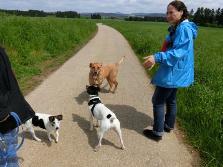 Z.O.P.F. Hundeverhaltensberatung und Training