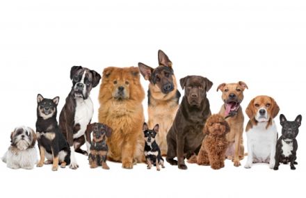 Homesitter & Hundetrainer