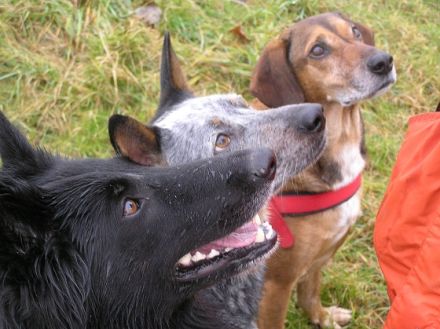 Hunde im Glück-Sinsheim mobile Hundeschule