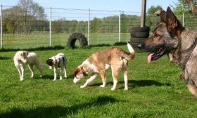 Hundepension " Lucky Dog Hostel "