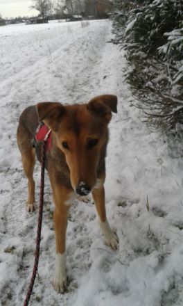 Hundepension STEINMETZ