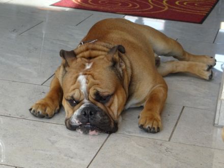 Floral Garden Urchin Butch