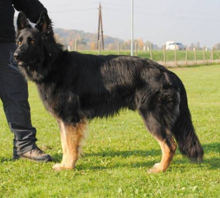 Jacky-Joe of Black Magic