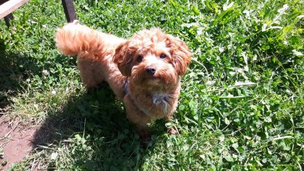 KIMBA - therapeutisches Hundetraining