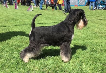 Kafka von Silverstone