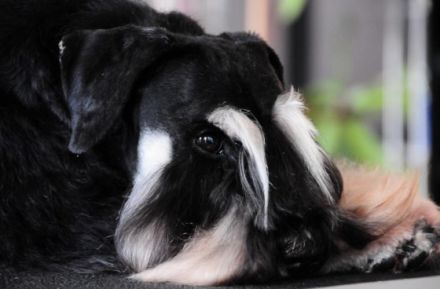 Kafka von Silverstone