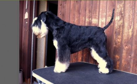 Kafka von Silverstone