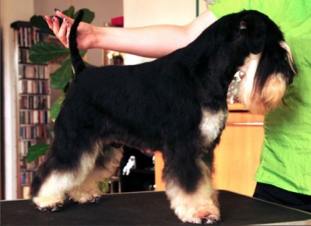 Kafka von Silverstone