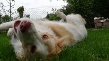 Dog4 - Hundeverhaltensberatung, Training &Therapie