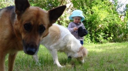 Dog4 - Hundeverhaltensberatung, Training &Therapie