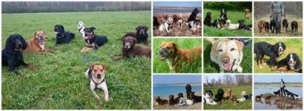 Couchwolf - Gassi Service