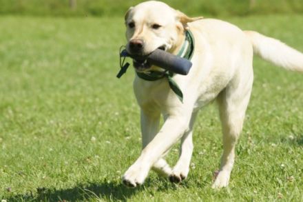 Tierpsychologische Hundeschule Marschall