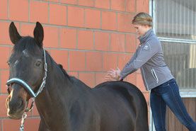 Tierphysiotherapie und Chiropraktik Michelle Emmert
