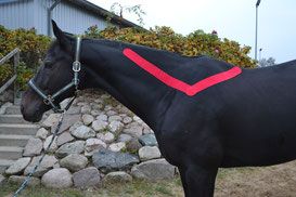 Tierphysiotherapie und Chiropraktik Michelle Emmert