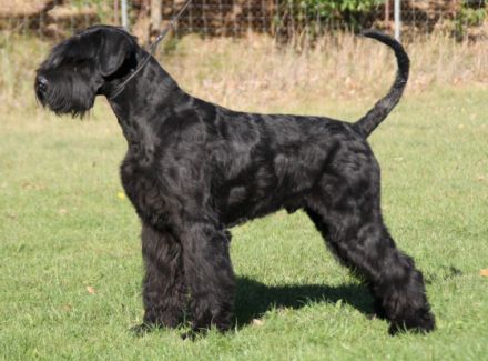 Pontifex Maximus v. Blackmoore