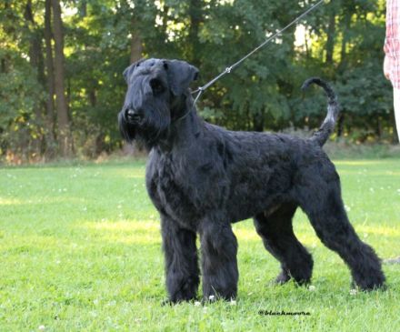 Pontifex Maximus v. Blackmoore