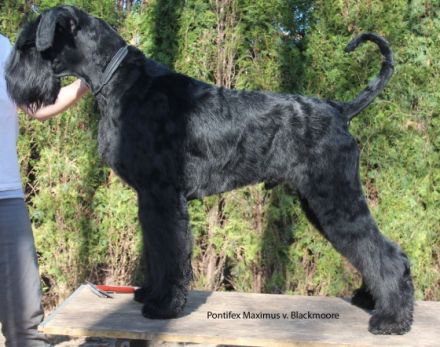 Pontifex Maximus v. Blackmoore