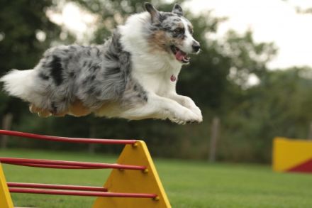 My pretty Dogs Blue Angel DNA VP BH,ASCA