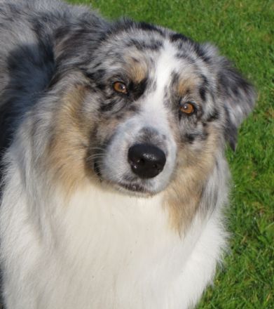 My pretty Dogs Blue Angel DNA VP BH,ASCA