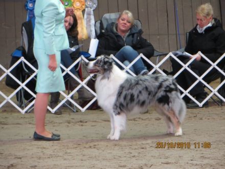 My pretty Dogs Blue Angel DNA VP BH,ASCA