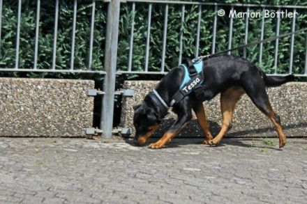 Hundeschule Christiane Frey