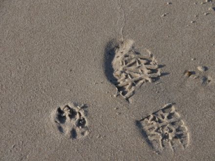 Hundeschule Christiane Frey