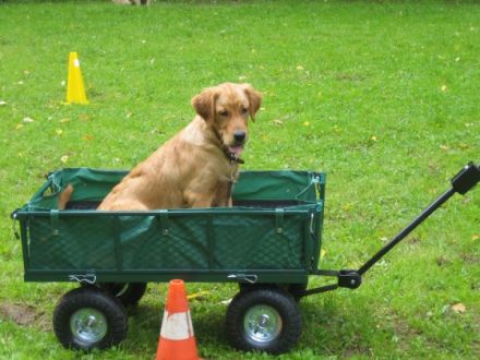 Hundeschule Christiane Frey