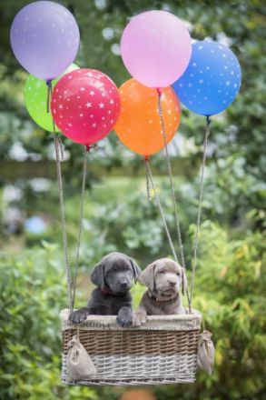 von den Silbersternen