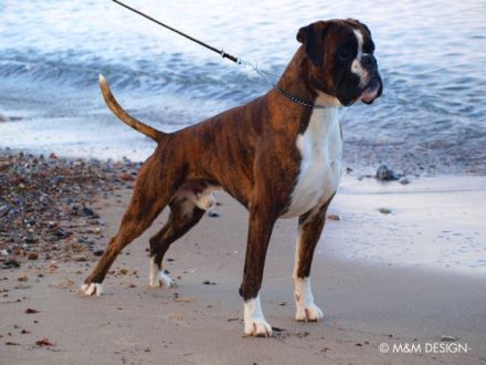 Herodes von der Martinshöhe, Anw. Dt. Champion VDH