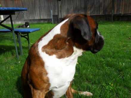 Zircon und Domingo Optima Grata