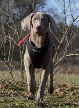 Hunde-Hof Wald & Wiese