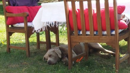 Hunde-Hof Wald & Wiese