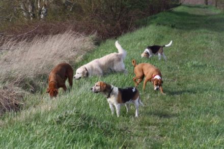 Hunde-Hof Wald & Wiese